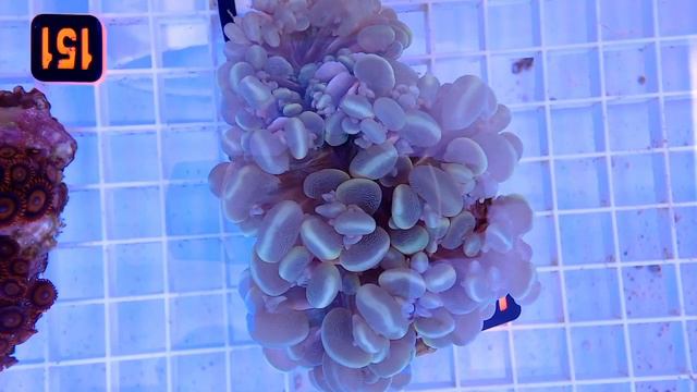 Corals Unlimited August LIVE Sale. смотреть онлайн