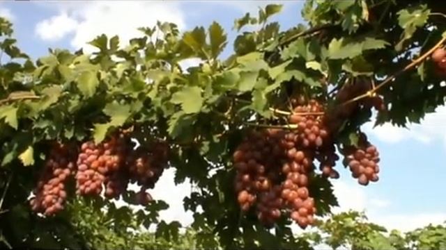 Виноград Мальва ( Атлант Запорожский х Кишмиш лучистый) смотреть онлайн