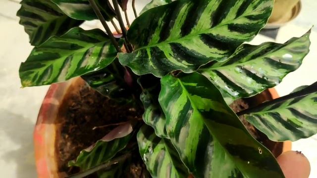 Calathea Lancifolia Plant Grow N Care Tips, Calathea Rattlesnake Plant // Maranta Plant