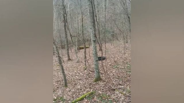 Bow hunt 1 смотреть онлайн