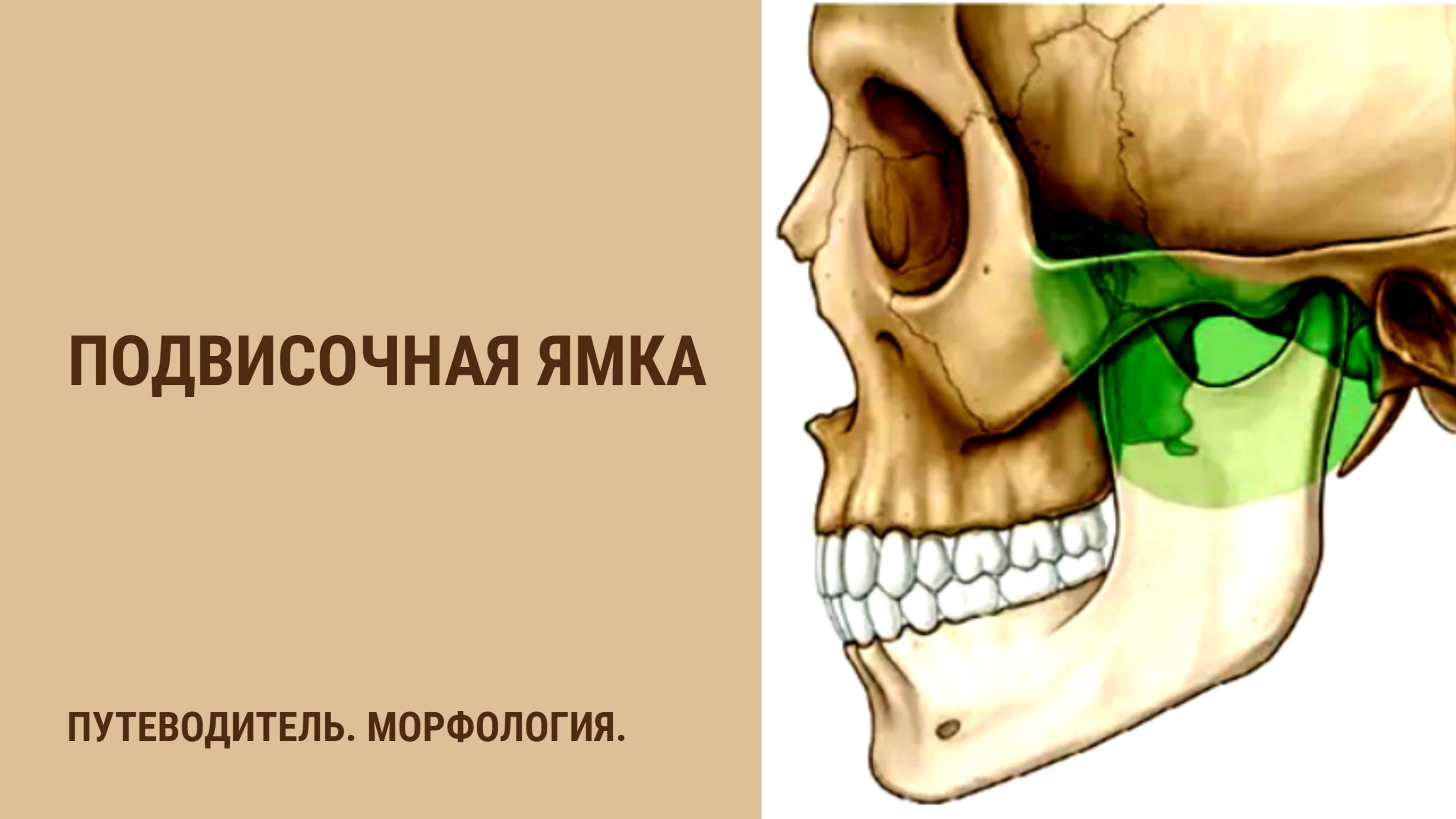 Подвисочная ямка смотреть онлайн