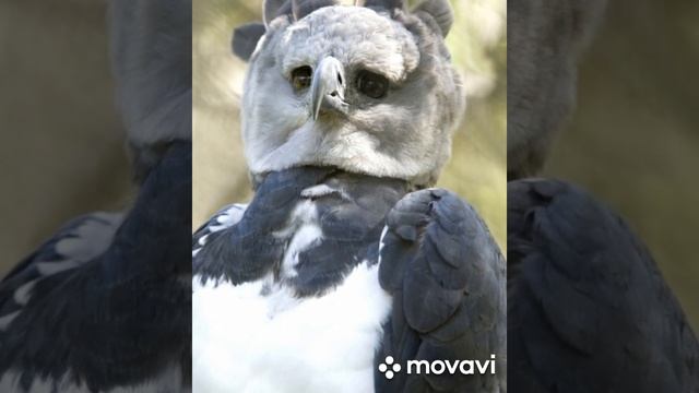 Орел Гарпия птица с лицом человека смотреть онлайн