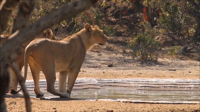 Lions Steal Leopard Kill (The De Laporte Leopard, Kruger National Park) смотреть онлайн