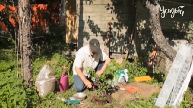 ПРАВИЛЬНАЯ ПОСАДКА И УХОД ЗА ГОРТЕНЗИЕЙ МЕТЕЛЬЧАТОЙ И ДРЕВОВИДНОЙ смотреть онлайн