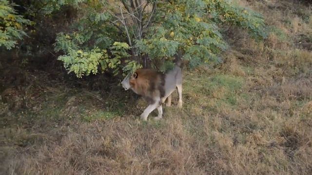 Ирина Вронская: С утра вожак всех прайдов занят важными делами The leader of all prides is busy смотреть онлайн