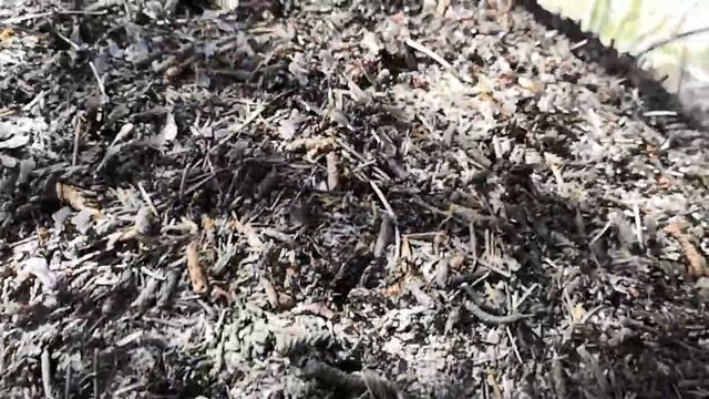 Лёт муравьёв Formica Rufa смотреть онлайн