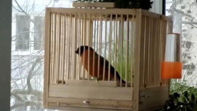 Снегирь поет (свистит) смотреть онлайн