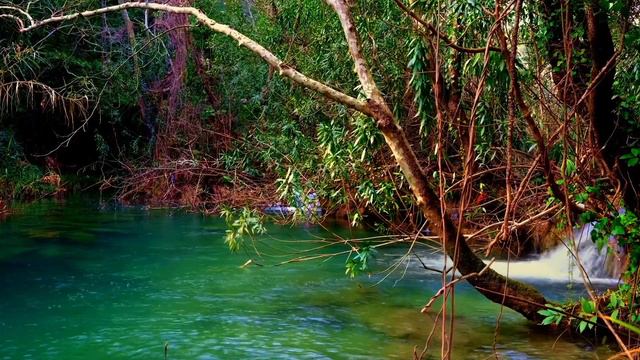 3 Hour Relaxing Beautiful Pond in Thick Woods with Soothing Sounds of Water, Nature and Music смотреть онлайн