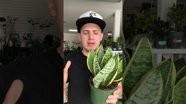 Snake Plant Care Guide *sansevieria mother in laws tongue смотреть онлайн