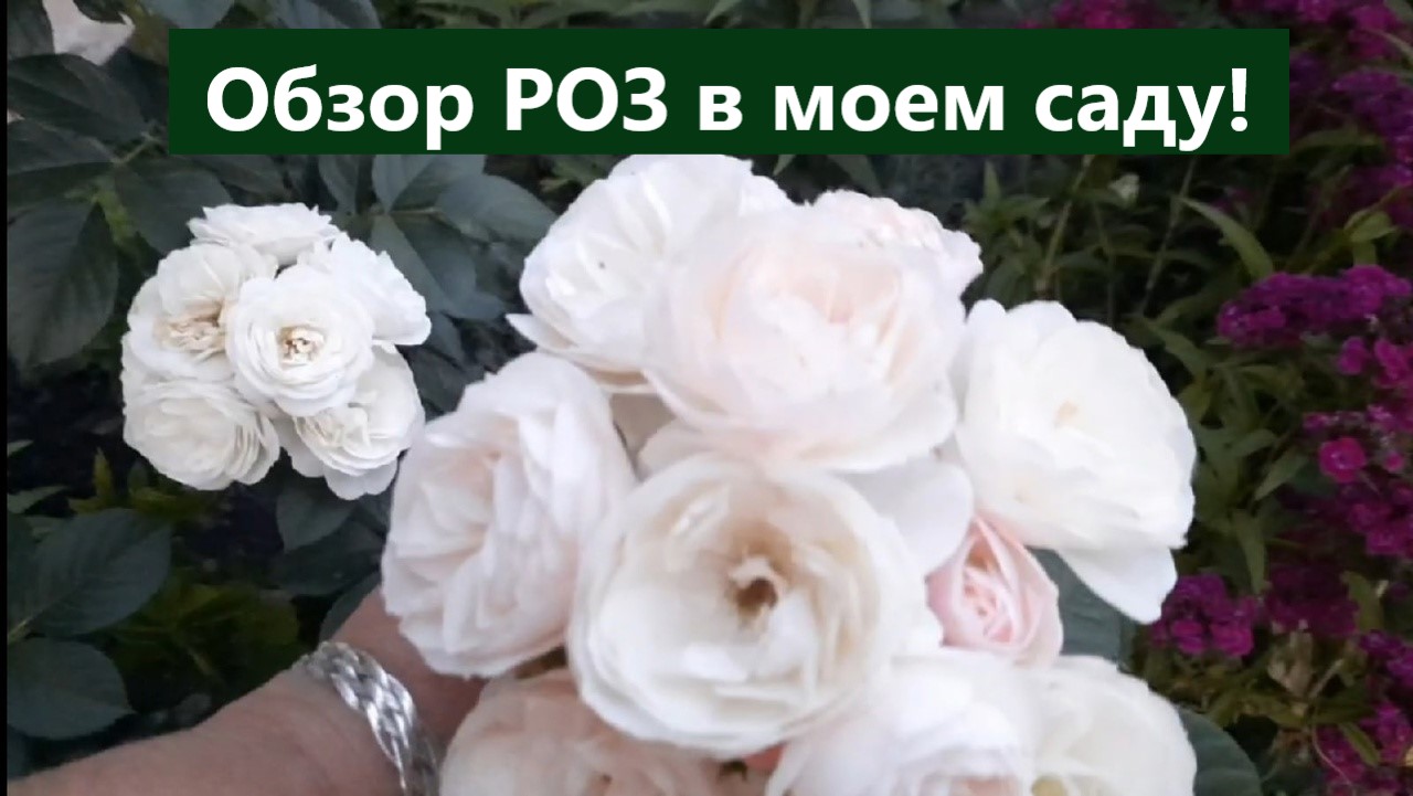 Обзор роз в моем саду. Не могу налюбоваться королевами сада. смотреть онлайн