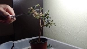 формирующяя обрезка цветка"Аихризон".