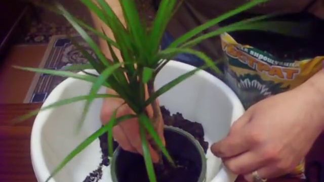 Драцена пересадка смотреть онлайн