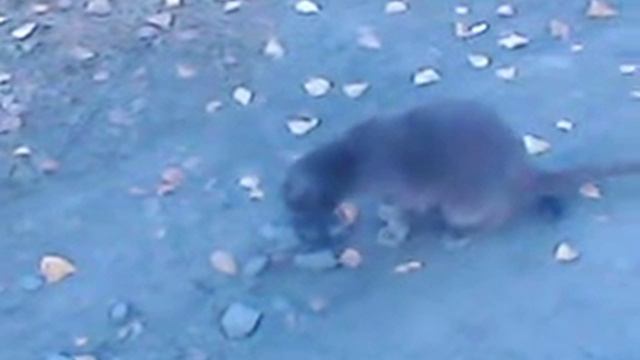 Кот ест уголь смотреть онлайн