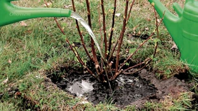 ЛЕЙ ЭТО ПОД СМОРОДИНУ ВЕСНОЙ.ДОМАШНЕЕ УДОБРЕНИЕ ДЛЯ РОСТА ОЧЕНЬ КРУПНЫХ,СОЧНЫХ ЯГОД.ЕСТЬ У ВАС ДОМА смотреть онлайн