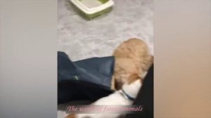 МИЛЫЕ КОТЫ И СОБАЧКИ 2022 ПРИКОЛЫ С ЖИВОТНЫМИ?ПОПРОБУЙ НЕ ЗАСМЕЯТЬСЯ САМЫЕ СМЕШНЫЕ КОТИКИ август 22