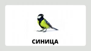 Птицы.mp4