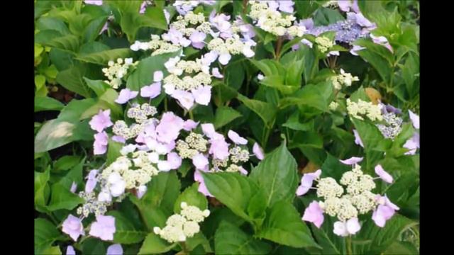 Bucks County Pa Grower of blue cassell hydrangea смотреть онлайн