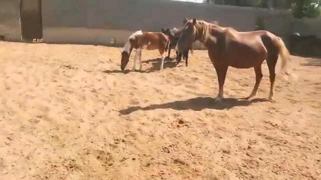 Ферма кобылы смотреть онлайн