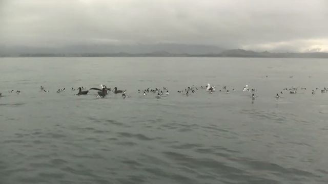 Pelagic Birds. Океанические птицы (1227sp) смотреть онлайн