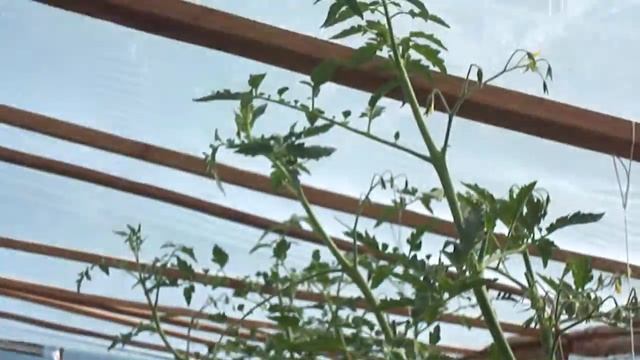 помидор Тайлер смотреть онлайн