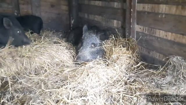 ДИКИЙ КАБАН В НЕВОЛЕ. ЗАЩИТА КАБАНЧИКОВ. смотреть онлайн