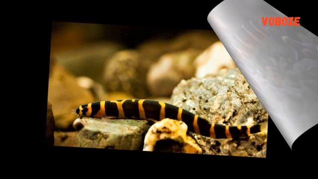 Акантофтальмус Кюля в аквариуме. Содержание, размножение, уход и чем кормить смотреть онлайн