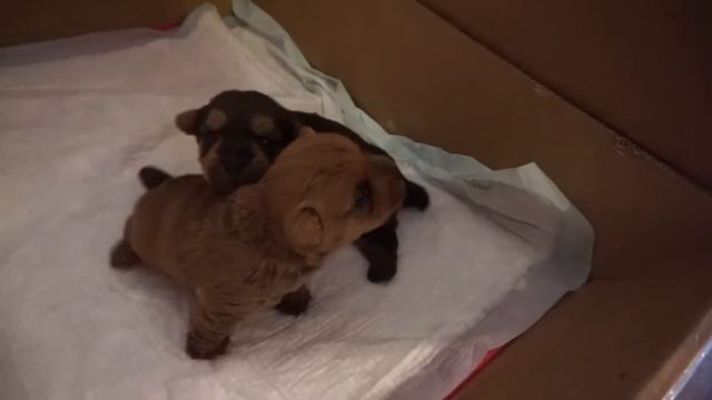 #18/Щенки норвич-терьер/Norwich terrier puppies смотреть онлайн