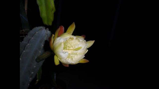 Peruvian Apple Cactus bloom & Fruit смотреть онлайн
