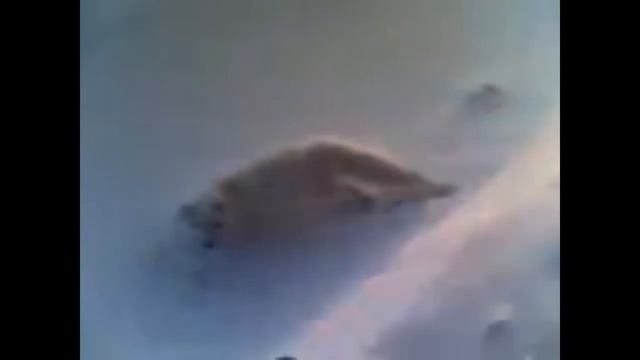 Песец. Дикие животные этой осенью теряют адекватность смотреть онлайн