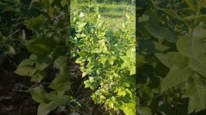 голубика Дюк и Блюкроп растет в анамальную жару 24.06.2021