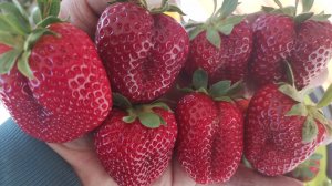 Клубника, сорта фавориты, КАБРИЛЛО!