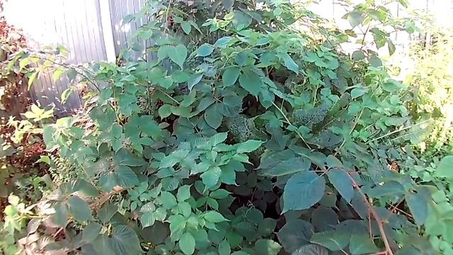 3."Дачные истории" - Ежевика смотреть онлайн