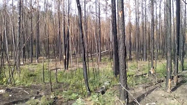 Лес после пожара через год смотреть онлайн