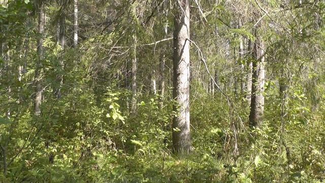 Домоведение