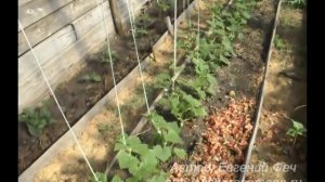 Выращивание огурцов. Огурцы в парнике