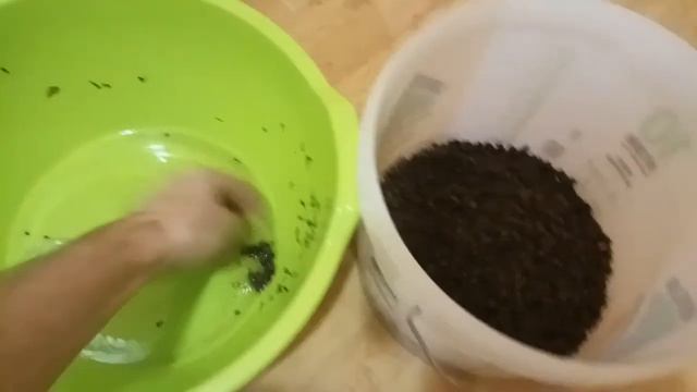 Липа серебристая из семян #1. Что нужно сделать, обязательно? смотреть онлайн