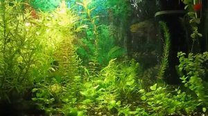 Гуппи Эндлера - Аквариум 30 литров