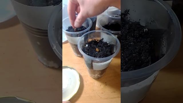 Бругмансия. Посев семян бругмансии древовидной, сорт аромагия белая. смотреть онлайн