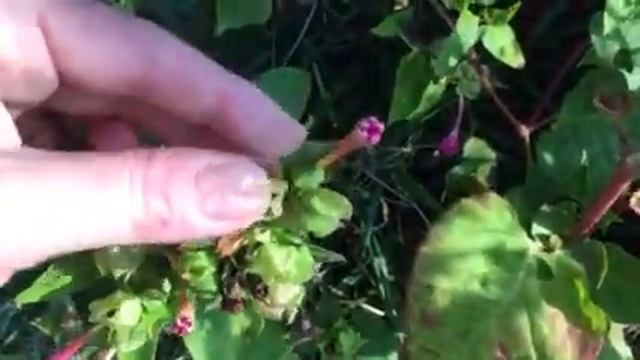 How to Collect Four O’Clock Seeds - Mirabilis Jalapa смотреть онлайн