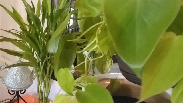 Philodendron Lemon Lime Update смотреть онлайн