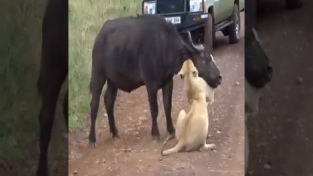 бедная не чего не сможет делать 😭 смотреть онлайн