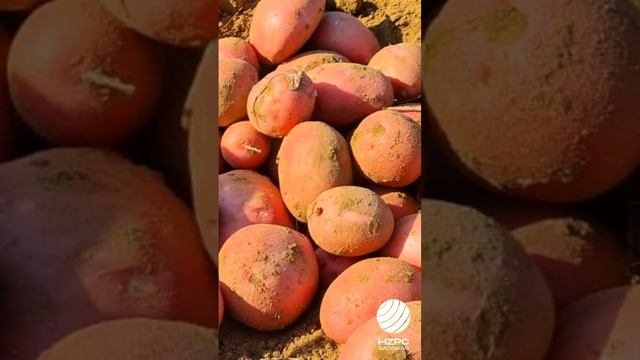 Топ-5 сортов картофеля, устойчивых к парше обыкновенной смотреть онлайн