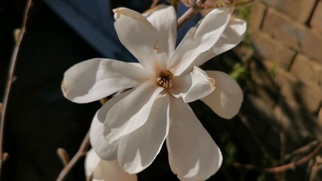 Loebner Magnolia - Magnolia X Loebnerii Merrill - A Scented Magnolia For Gardens In USDA Zones 4 -
