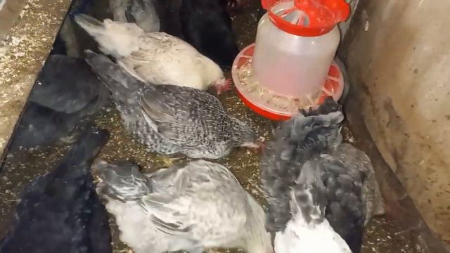 Пищевые добавки часть 2. Хлеб насущный. смотреть онлайн