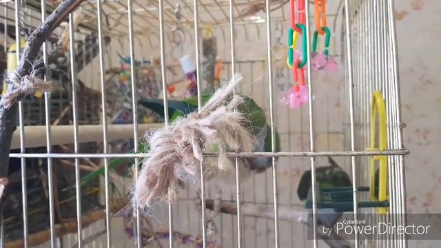 У ПОПУГАЕВ МОНАХОВ ВИСИТ ГНЕЗДОВОЙ ДОМИК, НО САМЕЦ СТРОИТ ГНЕЗДО / The parrots have a nest house... смотреть онлайн