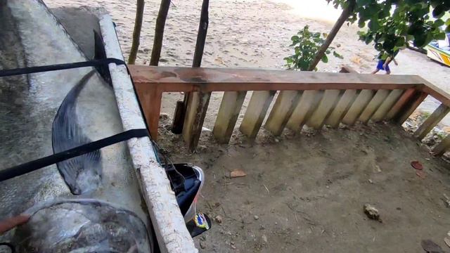 Casting pinggiran pantai strike bluefin trevally menggunakan rangkaian carolina rig, sangat mberot2 смотреть онлайн