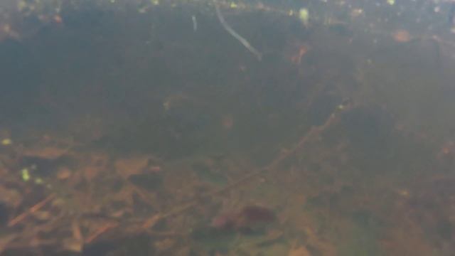 Тритончики в пруду подмосковья смотреть онлайн