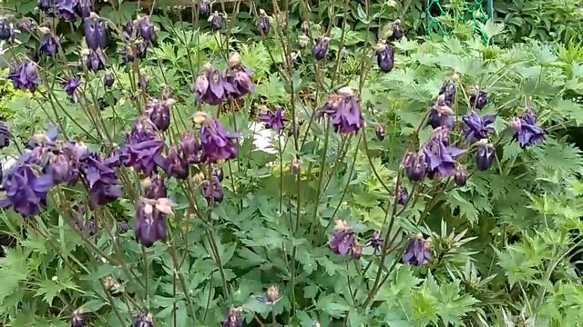 ЦВЕТЫ МАЯ В САДУ. АКВИЛЕГИЯ. смотреть онлайн