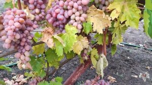 Когда высаживать САЖЕНЦЫ ВИНОГРАДА? Весной или Осенью? За и Против!