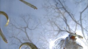 Рассказы о птицах-охотниках - Фильм 1. Птицы, покорившие воду - Документальный фильм